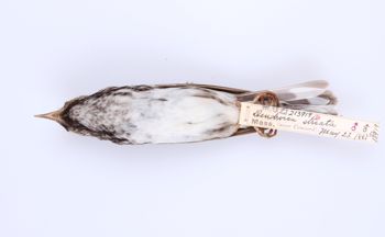 Media type: image;   Ornithology 213919 Description: Dendroica striata;  Aspect: ventral